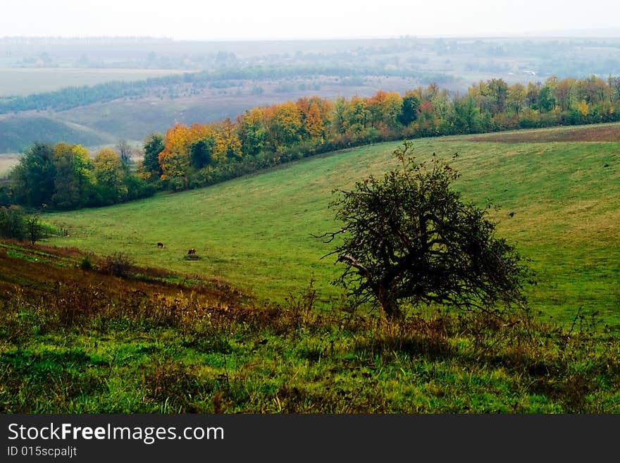 An image of meadow with lonely black tree