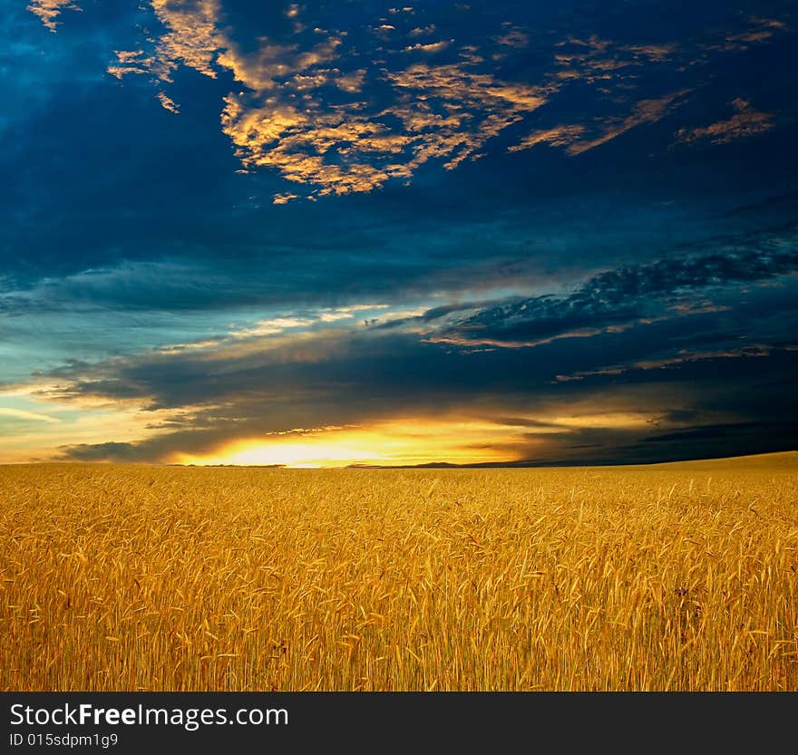 An image of a field with yellow rye