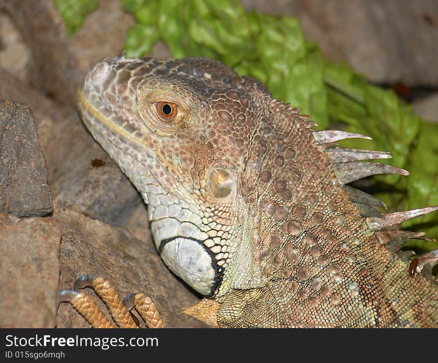 Head and face of an adult dragon