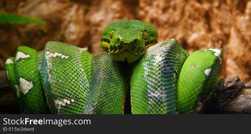 Corallus caninus a nonvenomous emerald tree boa