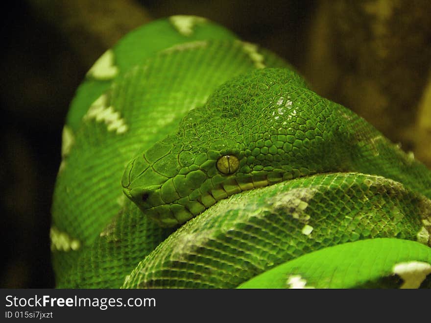 Corallus caninus a nonvenomous emerald tree boa