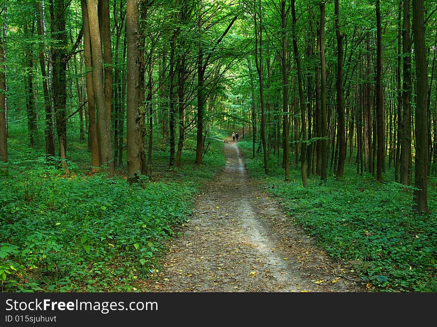 Path in summer green forest