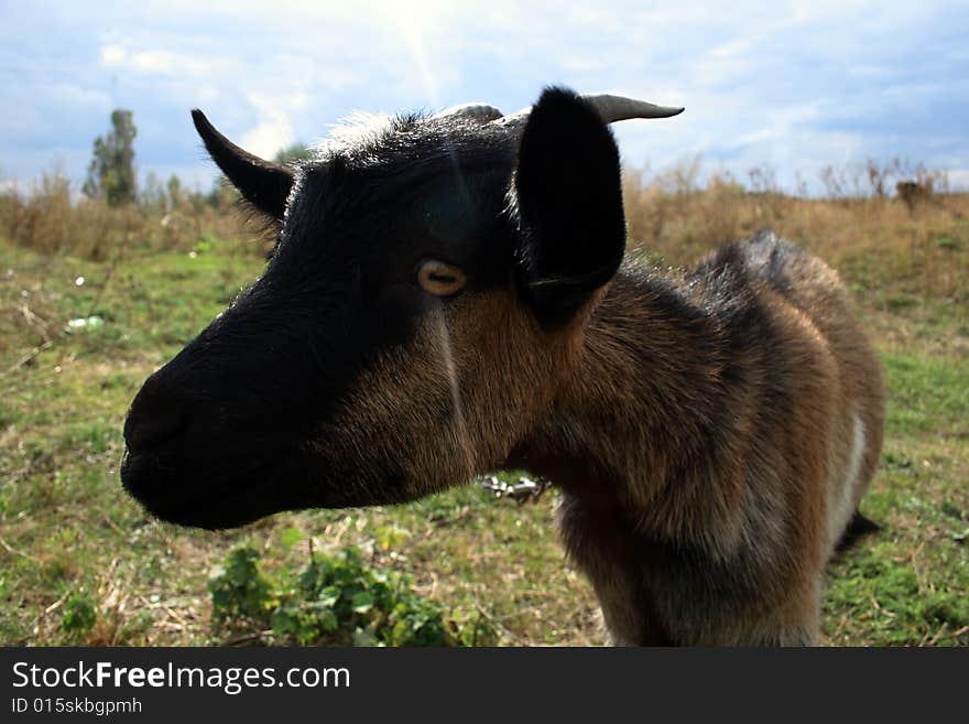 Domestic Goat