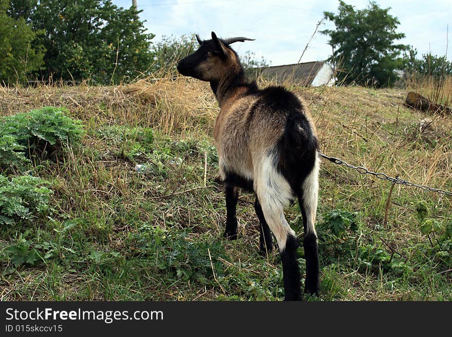 Clouse up of a domestic goat on a farmer's land