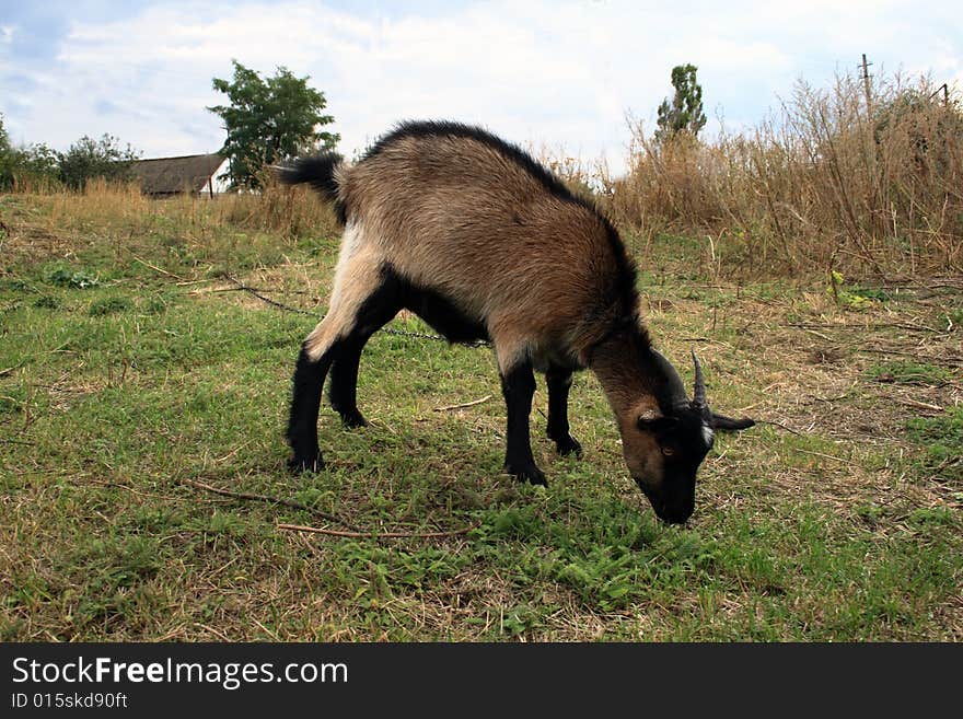 Clouse up of a domestic goat on a farmer's land