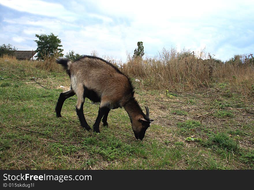 Clouse up of a domestic goat on a farmer's land