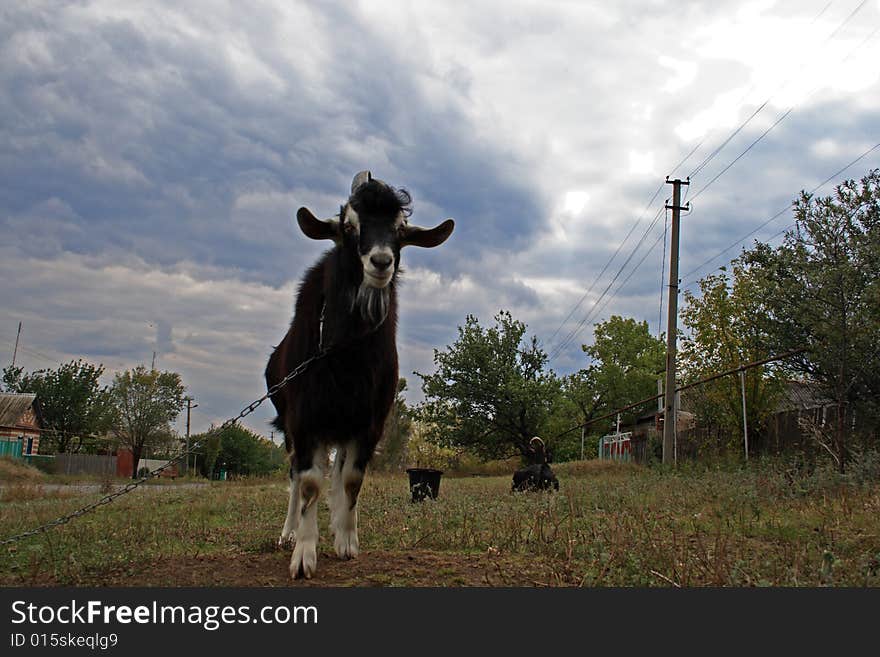 Clouse up of a domestic goat on a farmer's land