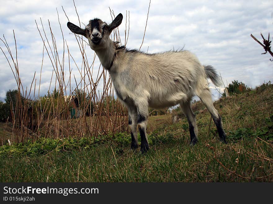 Clouse up of a domestic goat on a farmer's land