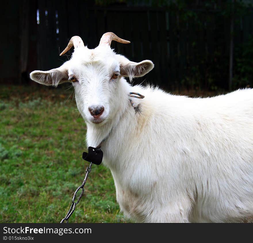 Clouse up of a domestic goat on a farmer's land