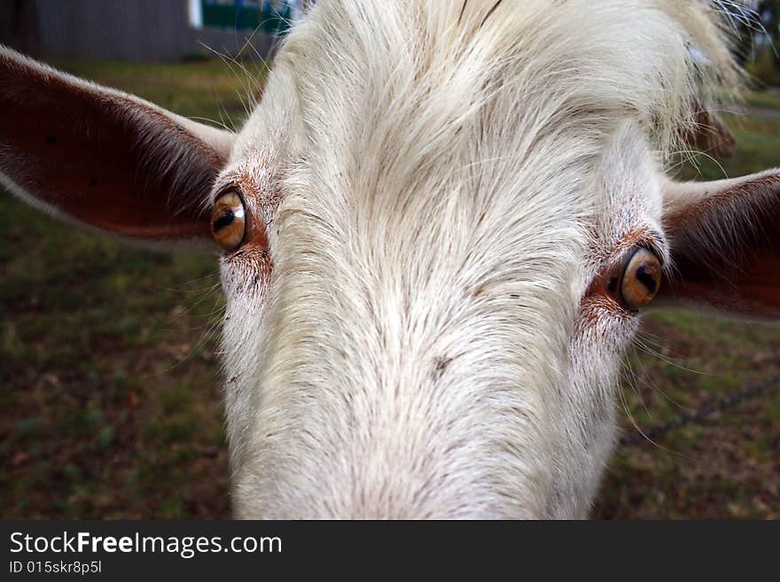 Clouse up of a domestic goat on a farmer's land