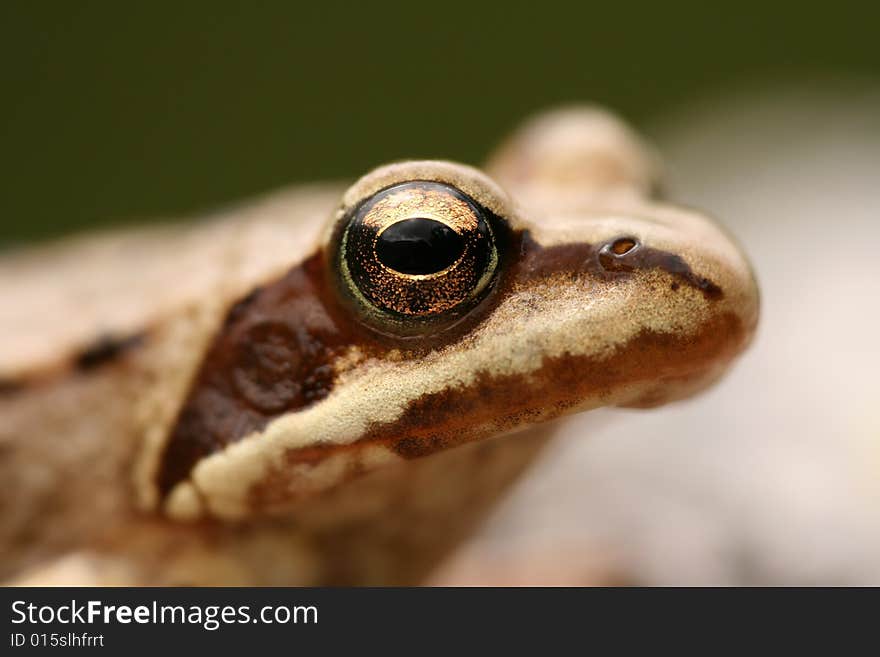 Closeup of brown frog Rana temporaria