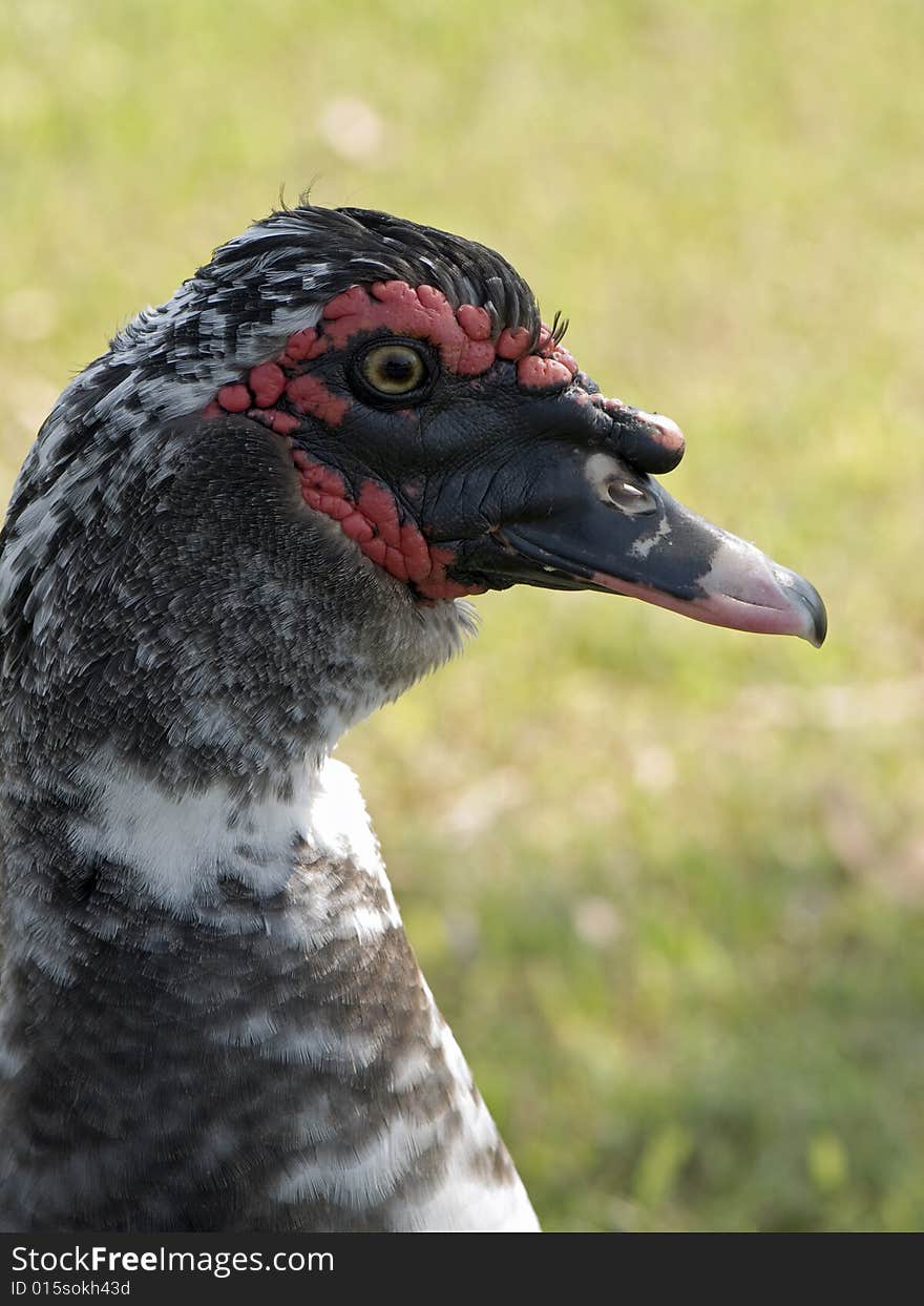 A closeup of a male muscovy duck.