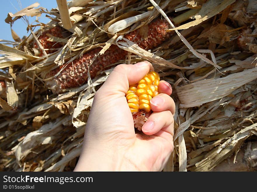 Grain In The Hands Of Women