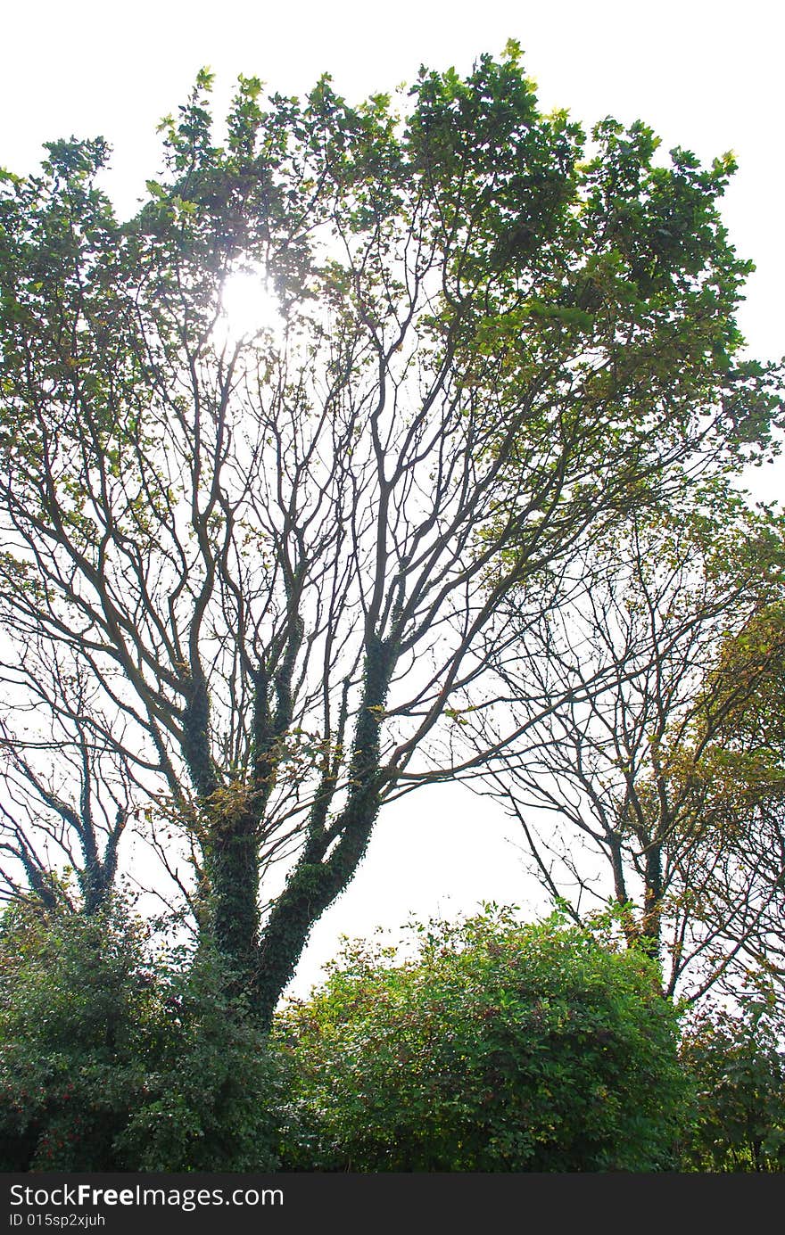 Sunlight Through Trees