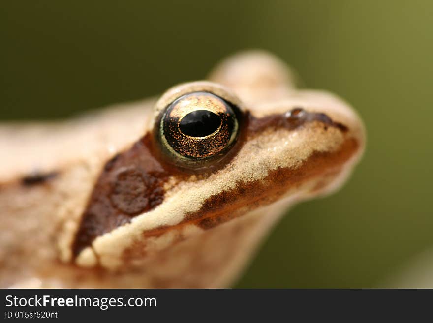 Closeup of brown frog Rana temporaria