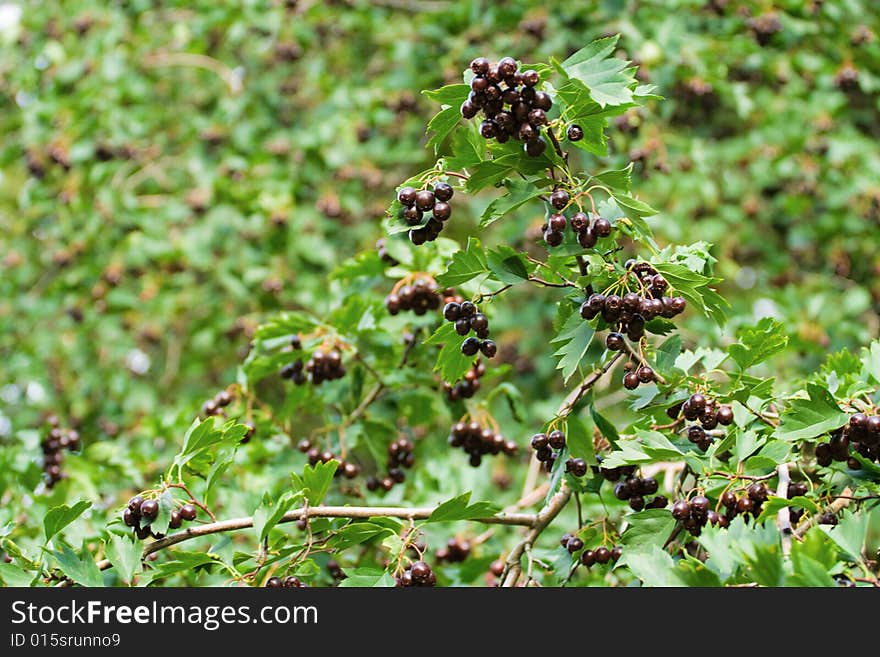 Crataegus almaatensis red-black berry and green leaves.