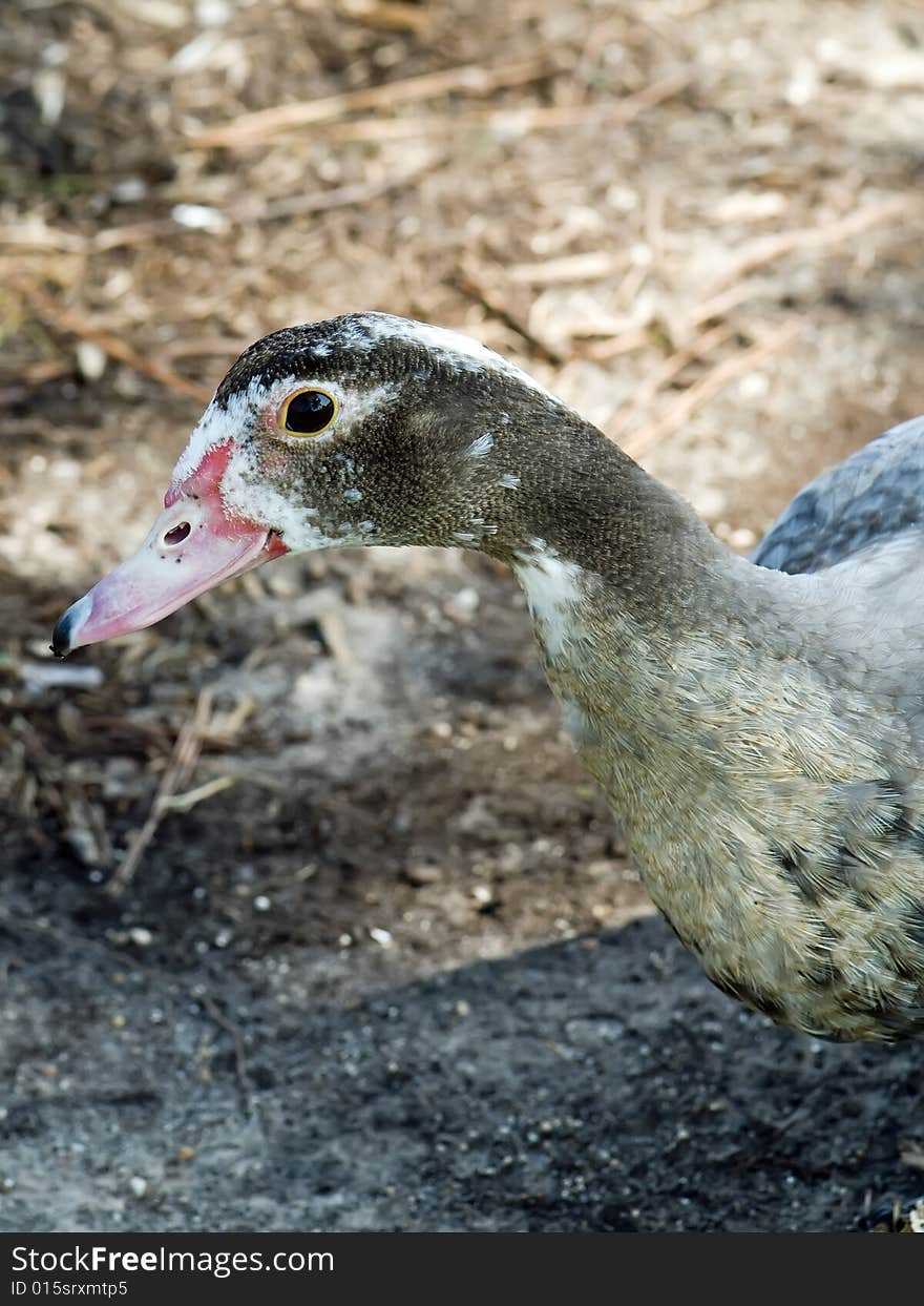 A female muscovy duck looking at you.