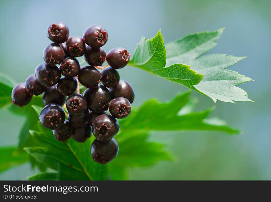 Crataegus almaatensis red-black berry and green leaves.