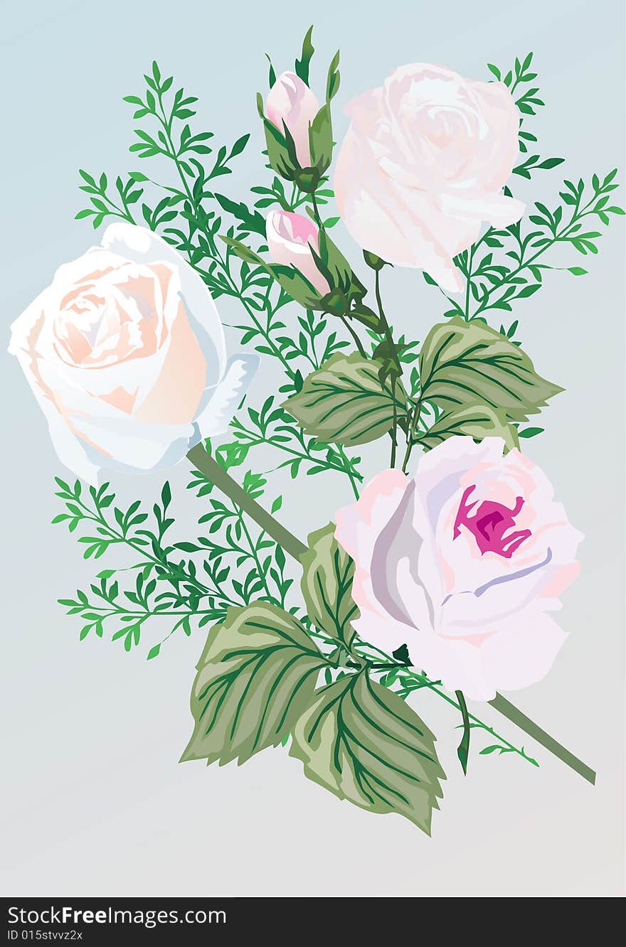 Illustration with white rose flowers. Illustration with white rose flowers