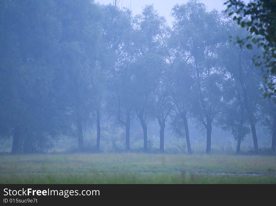 The lonely tree in a fog. Autumn morning. Cold color