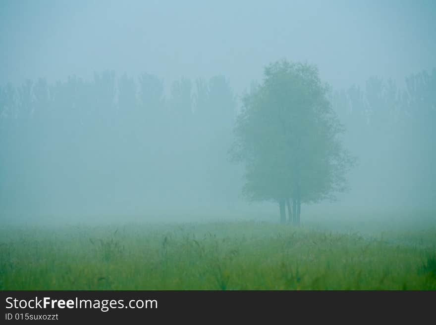 Computer tabletop.The lonely tree in a fog. Autumn morning. Cold color. Computer tabletop.The lonely tree in a fog. Autumn morning. Cold color.