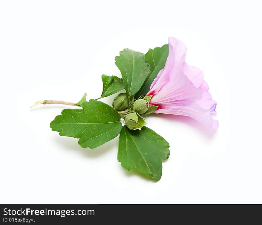 Flower isolated on white for your design