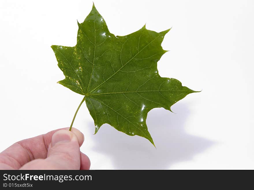 Shining water maple leaf in hand on white