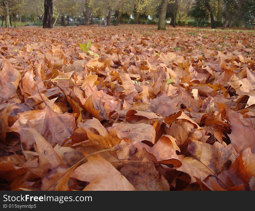 Leaves in the Park in Autumn. Leaves in the Park in Autumn