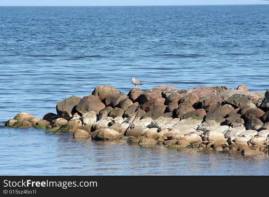 The seagull on a coast of the Baltic sea