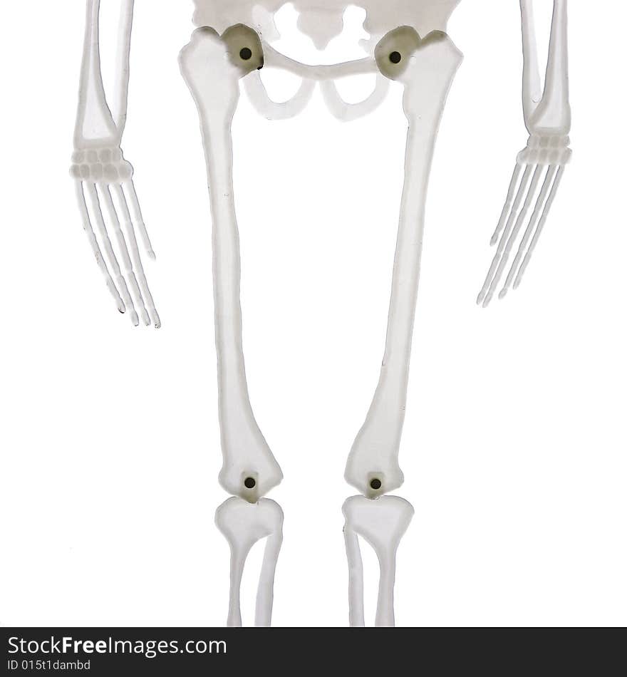 Middle part of skeleton isolated