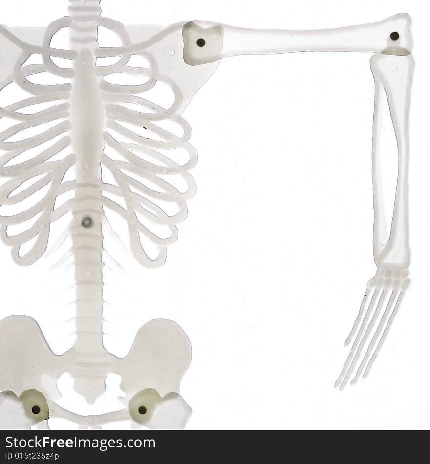 Detail of skeleton with arm isolated