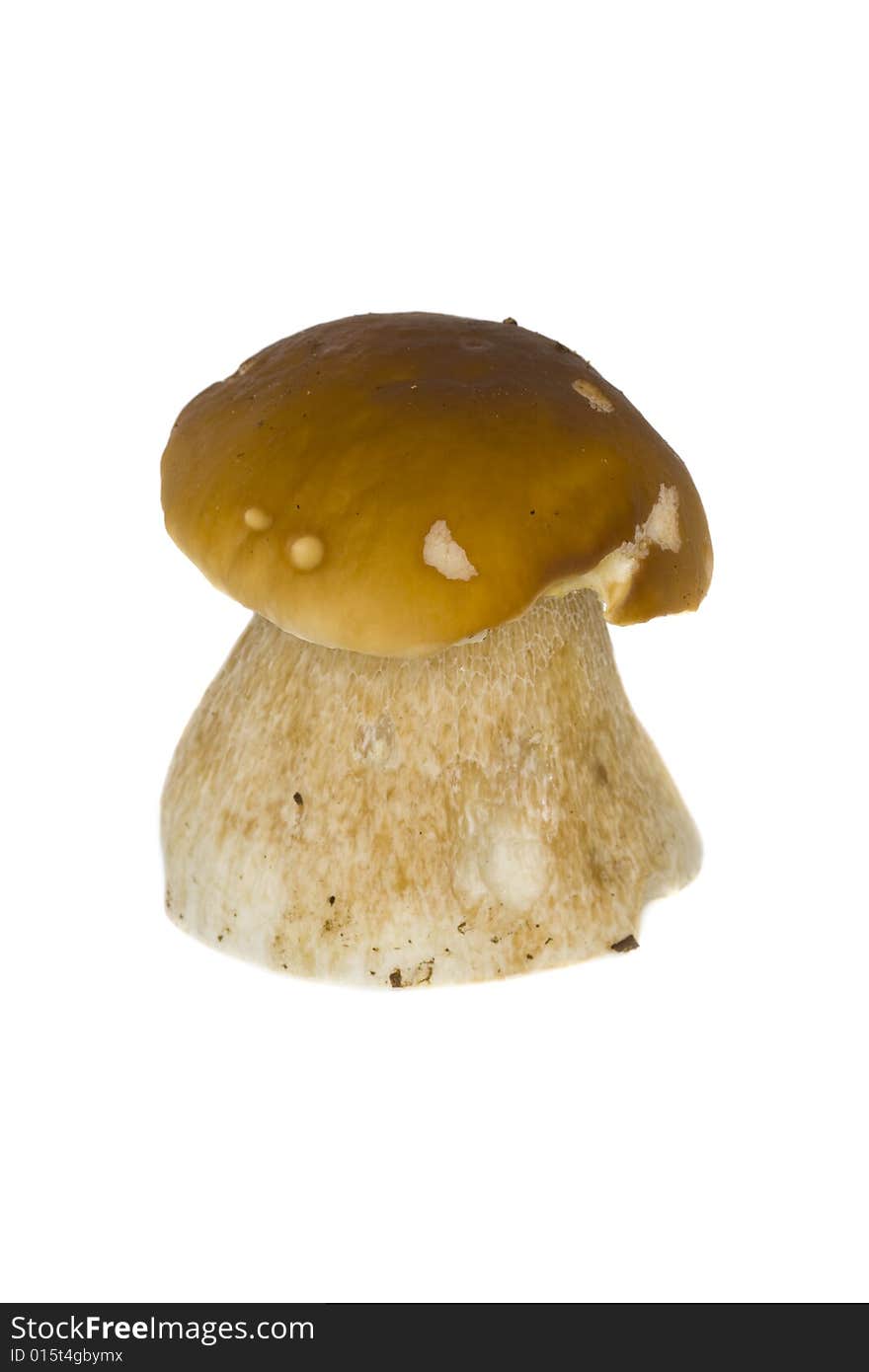 Boletus edulis