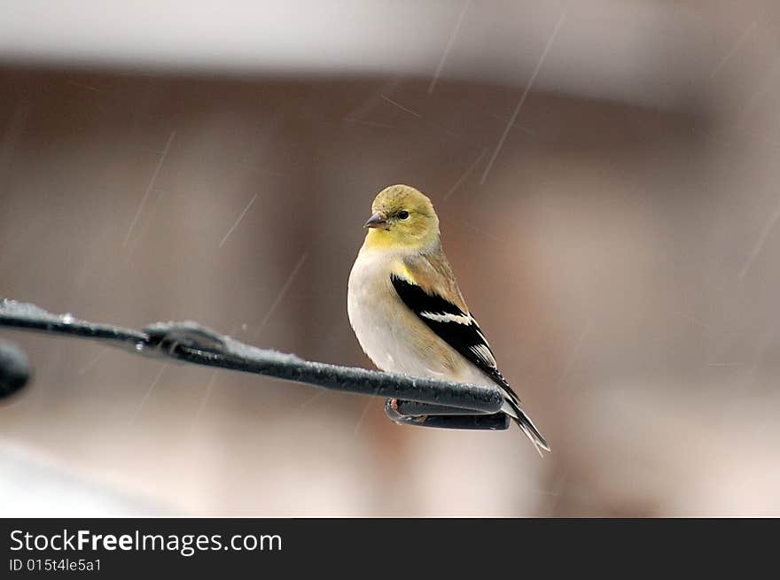 Backyard yellow bird