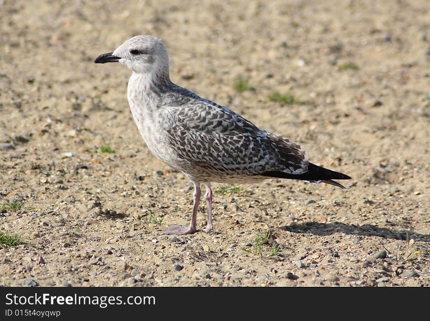 Gull on Seashore