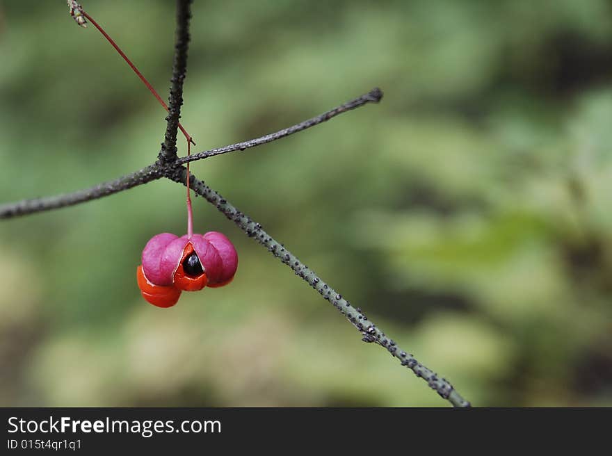 The eye of a new life