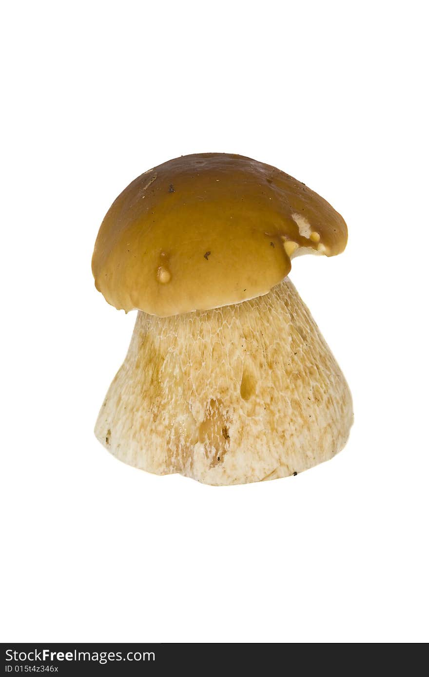 Boletus Edulis