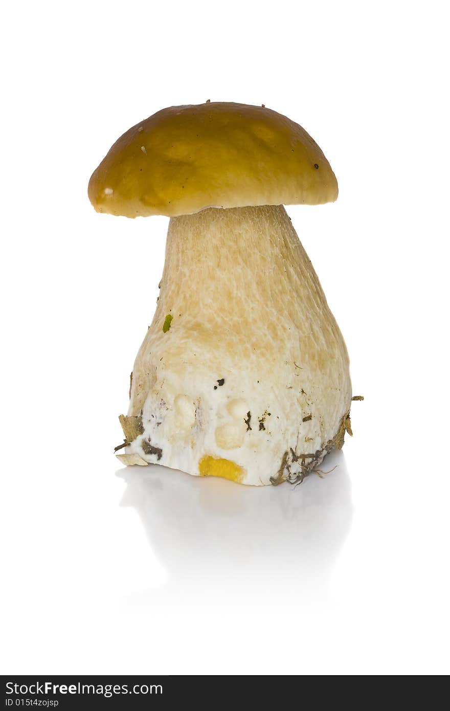 One cep on a white background. One cep on a white background