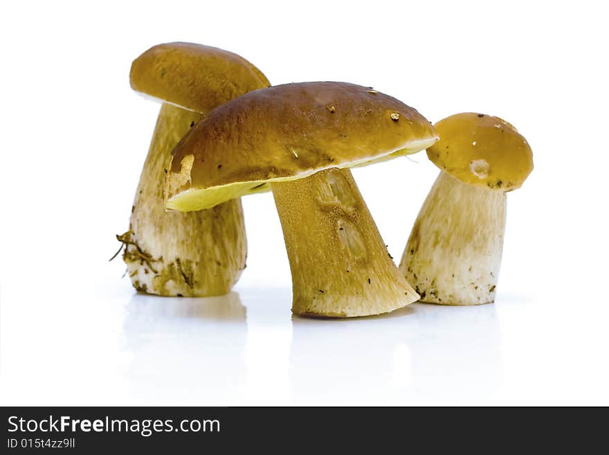 It is a lot of ceps on a white background. It is a lot of ceps on a white background