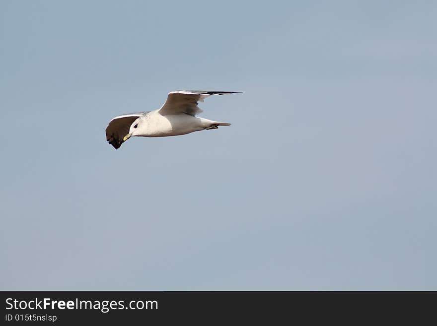 Gull in Flight