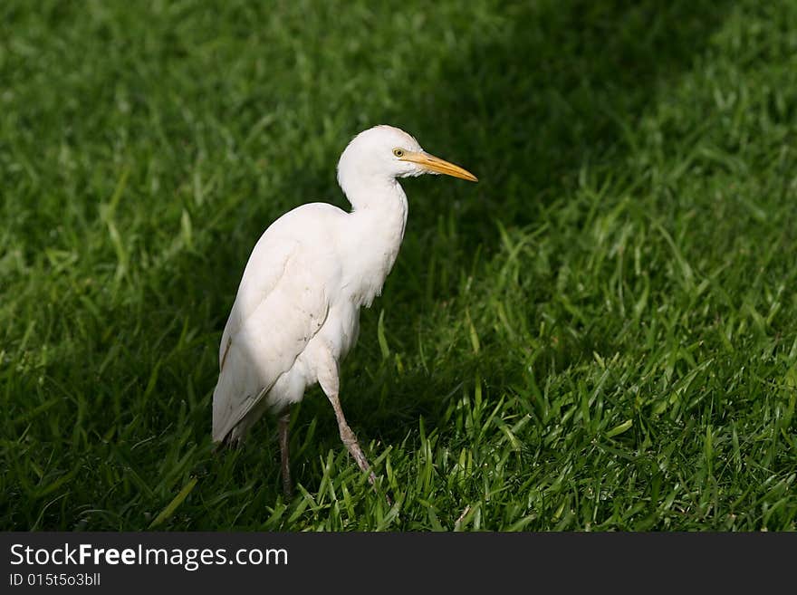 Cattle Egret (Bubulcus ibis) in Gambia, West Africa