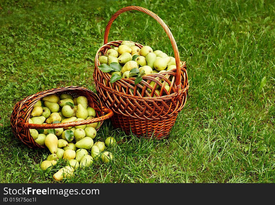 Rich harvest. two baskets with plenty of pear