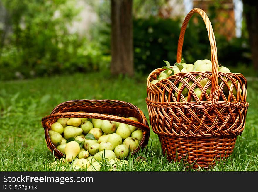 Rich harvest. two baskets with plenty of pear