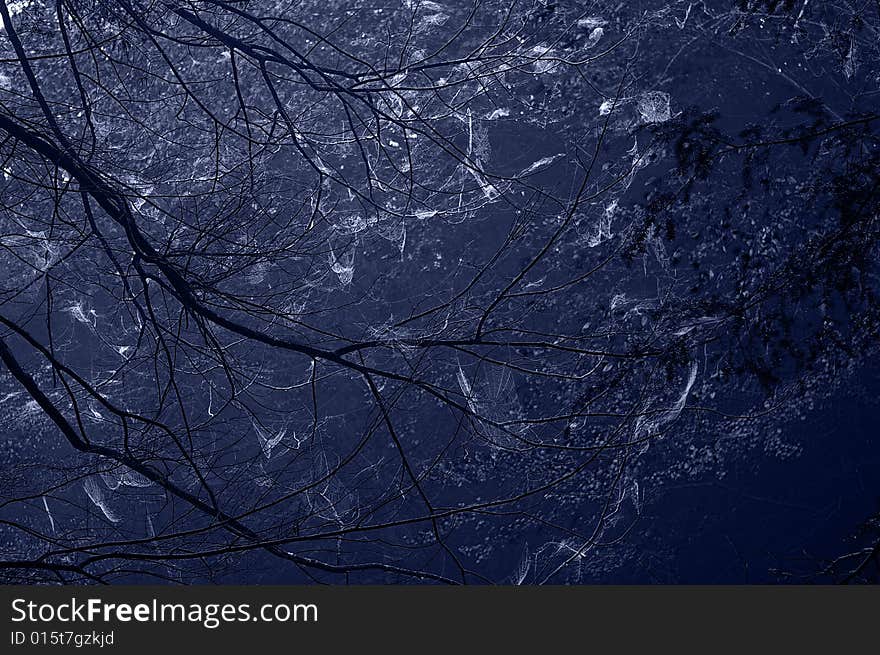 Trees Covered in Spider Webs at Night. Trees Covered in Spider Webs at Night