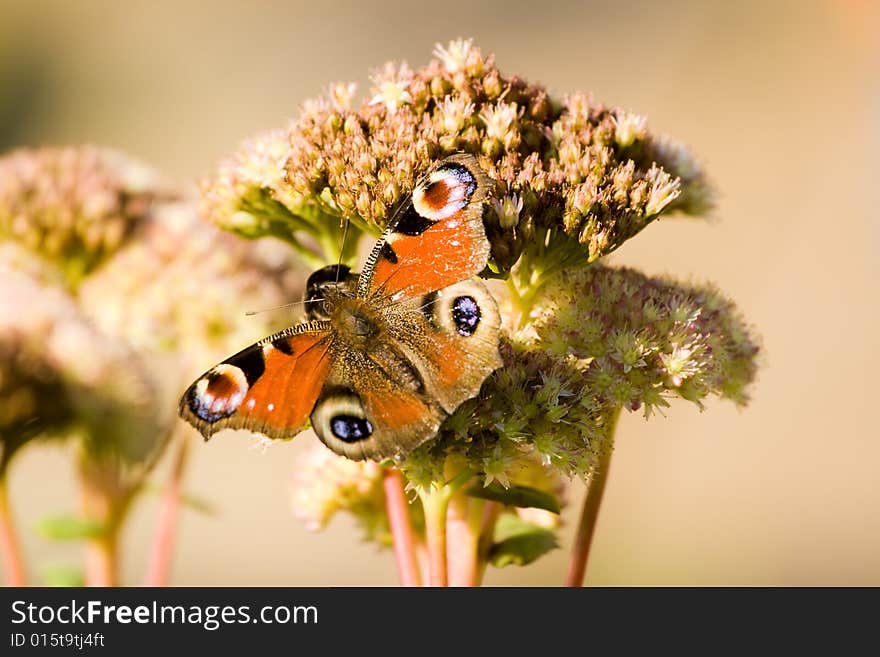 Beauty wonderful small butterfly sits on beige flower. Beauty wonderful small butterfly sits on beige flower.