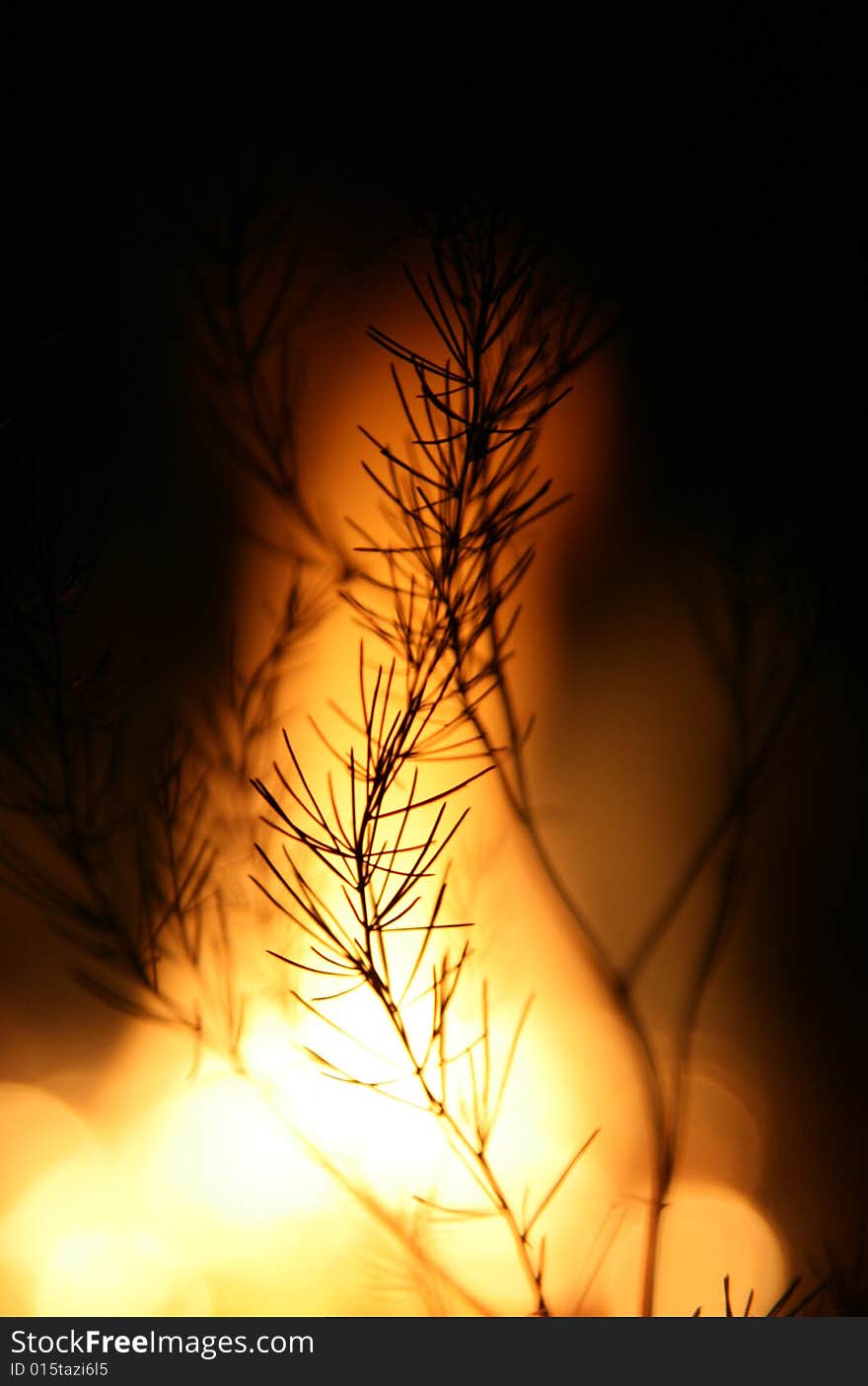 Plant silhouette