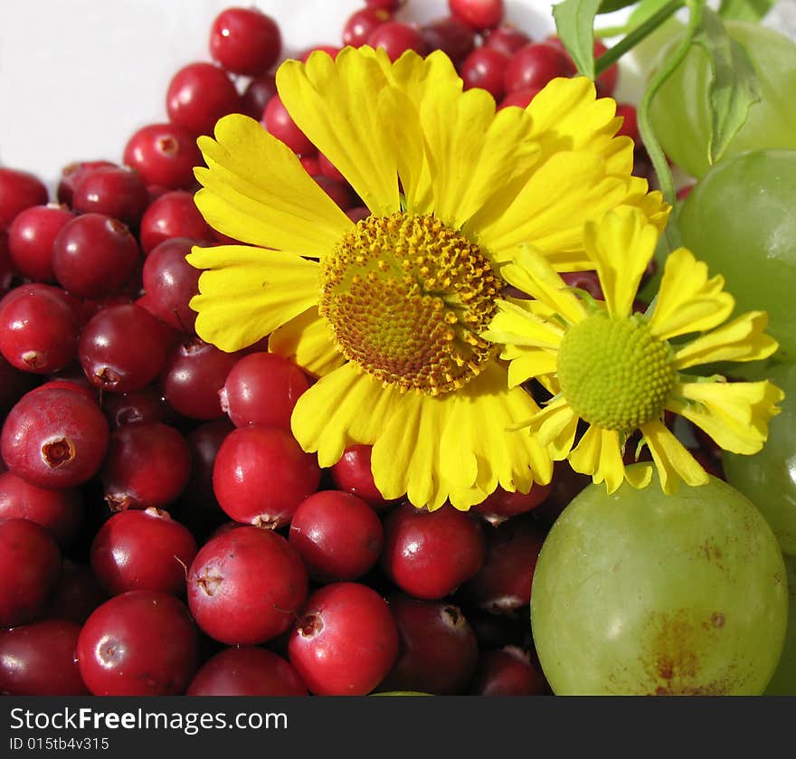 The autumn still life. Green grape, cranberries and helenium on the white  plate.