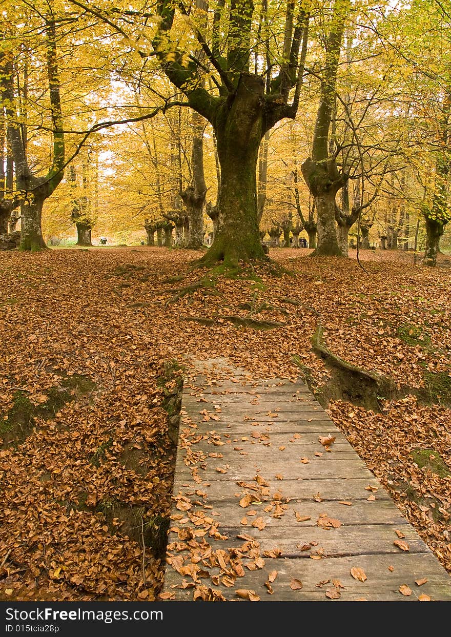 Autumn forest scenery in the woods