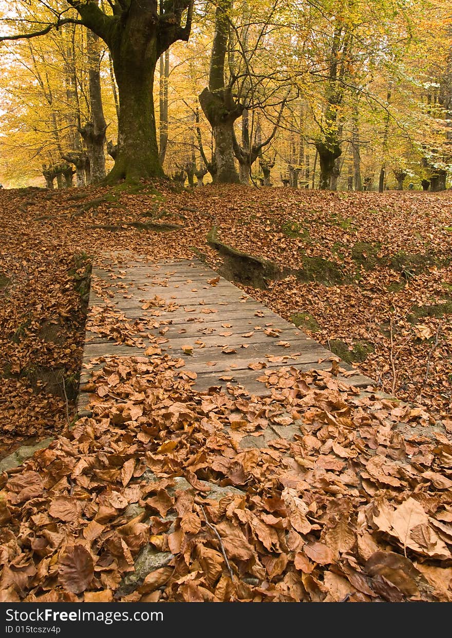 Autumn forest scenery in the woods