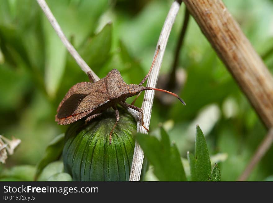 Hemipterans - stinkbugs (Pentatomidae) close-up. Hemipterans - stinkbugs (Pentatomidae) close-up