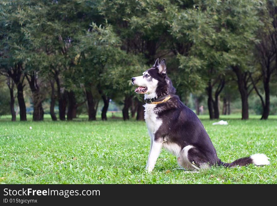 Sitting wolfhound